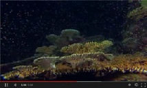 Coral See Dreaming Awaken2